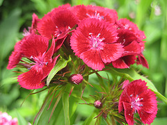 rote Bartnelke (Dianthus barbatus)