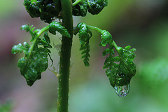 Fiddlehead and Raindrop