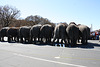 104.RinglingBros.Circus.Parade.WDC.16March2010