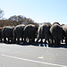 104.RinglingBros.Circus.Parade.WDC.16March2010