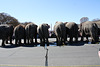 105.RinglingBros.Circus.Parade.WDC.16March2010