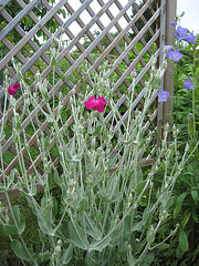 Vexiernelke (Lychnis coronaria)