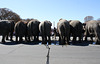 106a.RinglingBros.Circus.Parade.WDC.16March2010