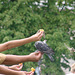 Oiseaux et touristes (2)