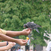 Oiseaux et touristes (1)