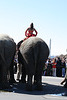 109.RinglingBros.Circus.Parade.WDC.16March2010