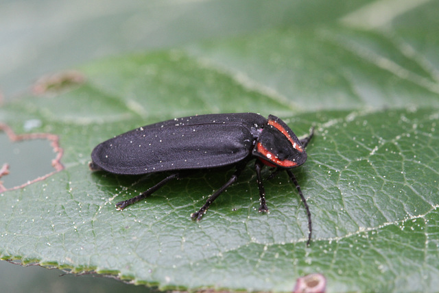 Pacific Northwest Firefly