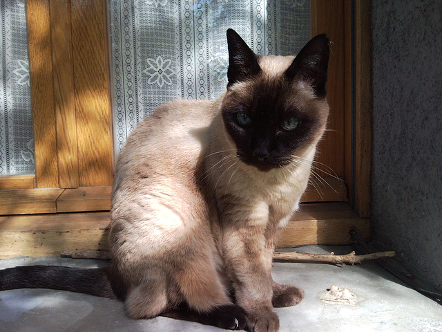 El señor don Gato.