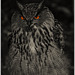 Eule (Owl)