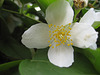 Pfeifenstrauch - falscher Jasmin (Philadelphus coronarius)