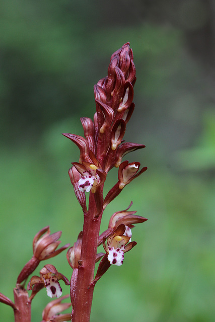 Western Spotted Coralroot