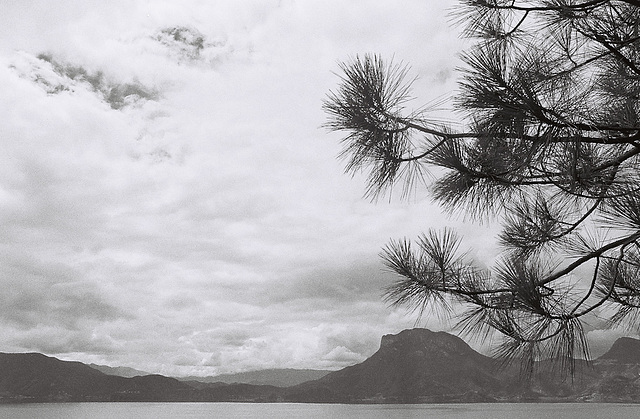 Pine, mountains, and the lake