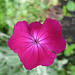 Blüte der Vexiernelke (Lychnis coronaria)