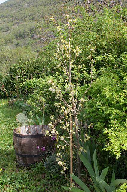 Tilia henryana - jeunes feuilles - Tilleul de Henry