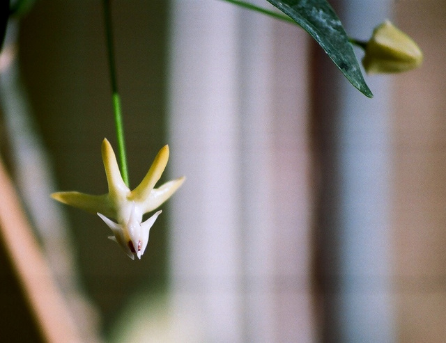 Hoya multiflora