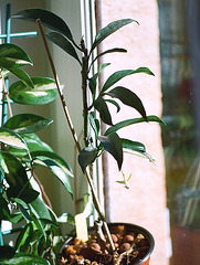 Hoya multiflora