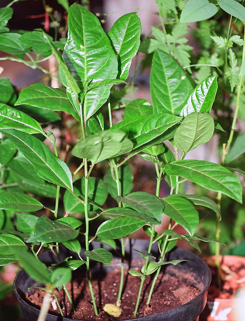 Plants edulis de 2 mois