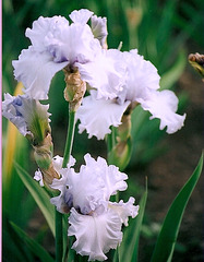 Iris Silverado