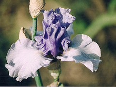 Iris In reverse