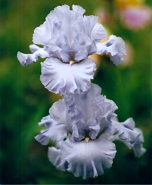 Iris Oregon Skies