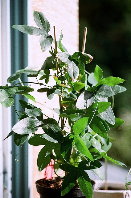 Passiflora Panda