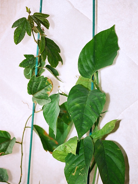Passiflora Decaisnea et vitifolia