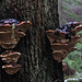 Shelf Fungi