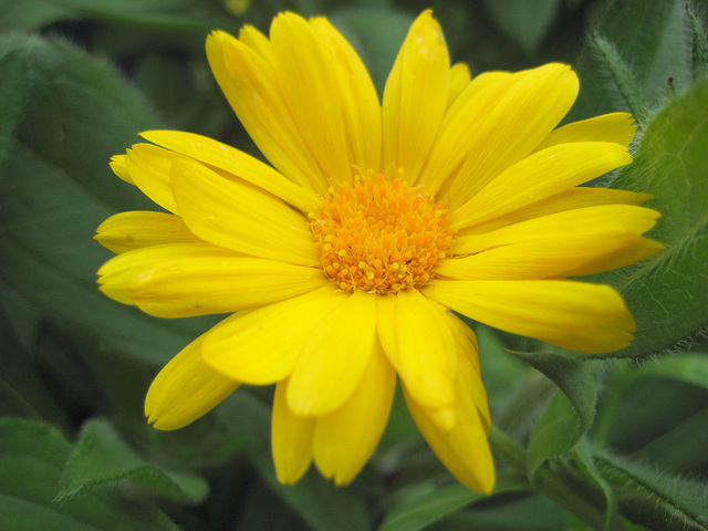 Ringelblume (Calendula officinalis)