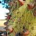 Bottle tree bark