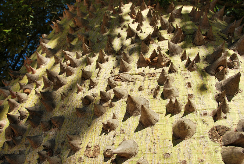 Bottle tree bark