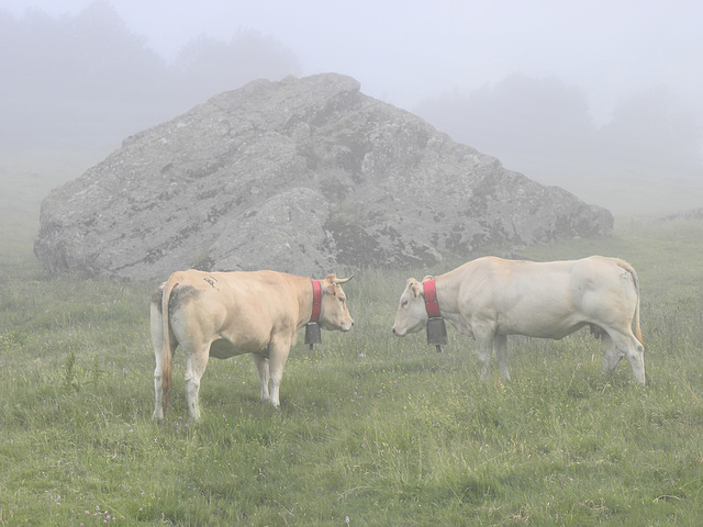 108 vache dans la brume à la cabane du Col Long d'Ayous