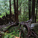 Erratics and Roots