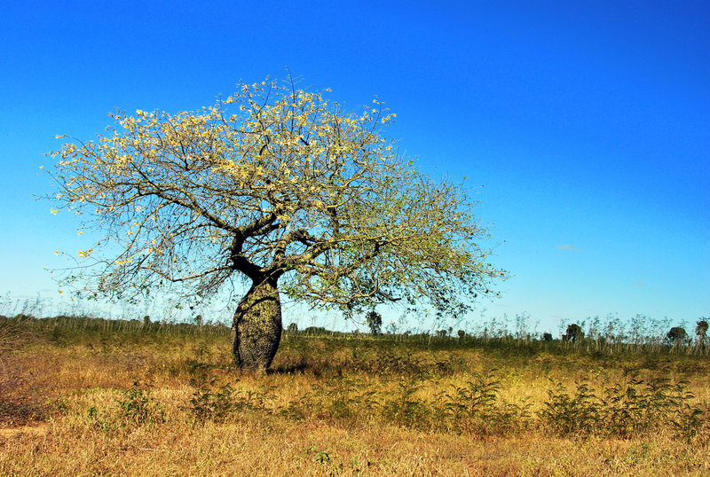 Bottle tree