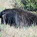 Giant Anteater (2.3 meters long) in the wild