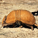 Southern Three Banded Armadillo