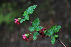 Salmonberry Blossoms