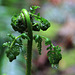 Uncoiling Fern Frond and Water Drop