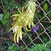Night Blooming Cereus... not open ...IMG_3753