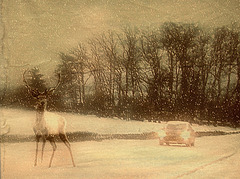 sur la route enneigé, une apparition