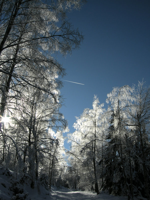 gläserner Wald