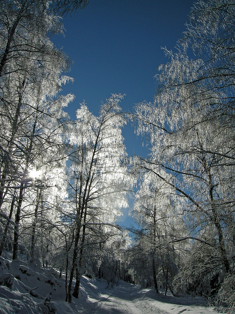 gläserner Wald