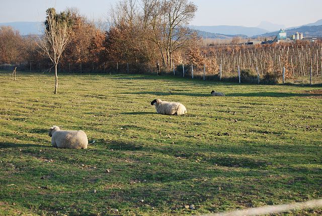 Moutons de Lauraguel