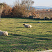 Moutons de Lauraguel