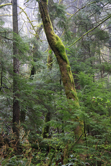 Tangled and Mossy Tangled and Mossy