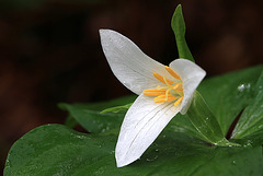 Western Trillium