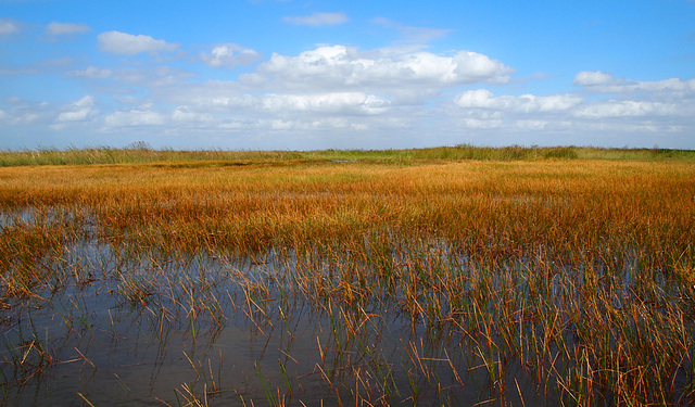 The river of grass.