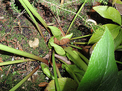 helleborus niger P1210369