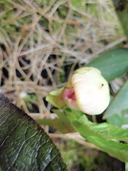 helleborus orientalis P1210367