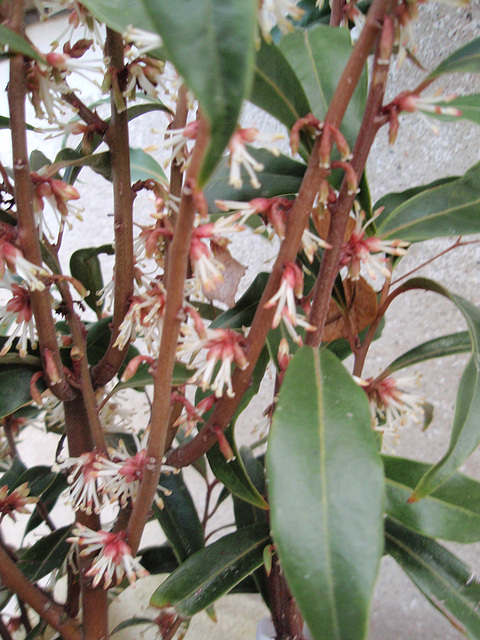 sarcococca hookeriana 'dygyna' P1210364