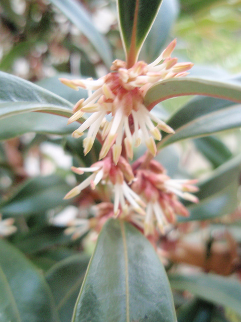 sarcococca hookeriana 'dygyna'P1210366